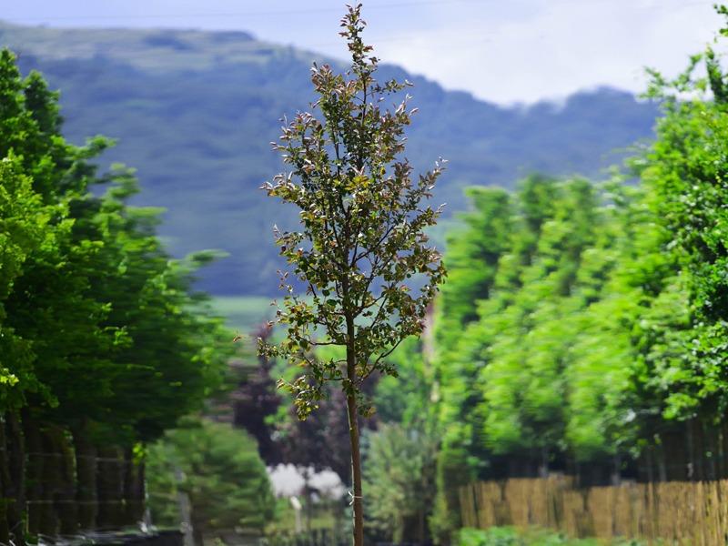 Süs Elması – Malus floribunda