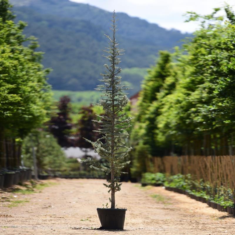 Atlas Sediri – Cedrus atlantica