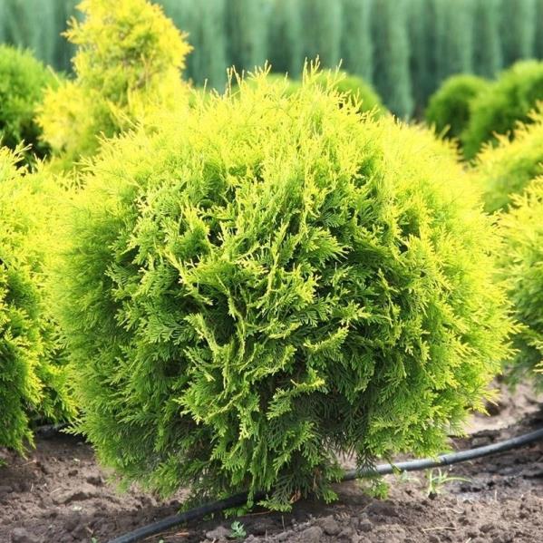 Top Mazı – Thuja Orientalis Compacta Nana