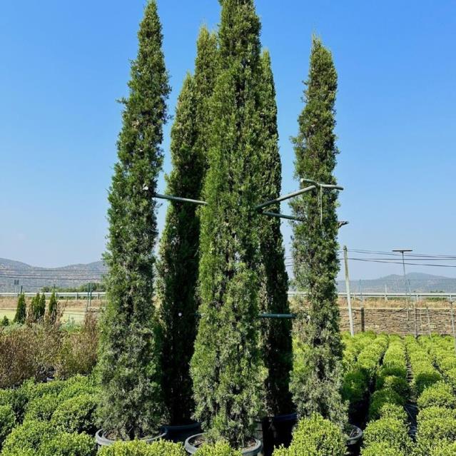 Kalem Servi – Cupressus sempervirens