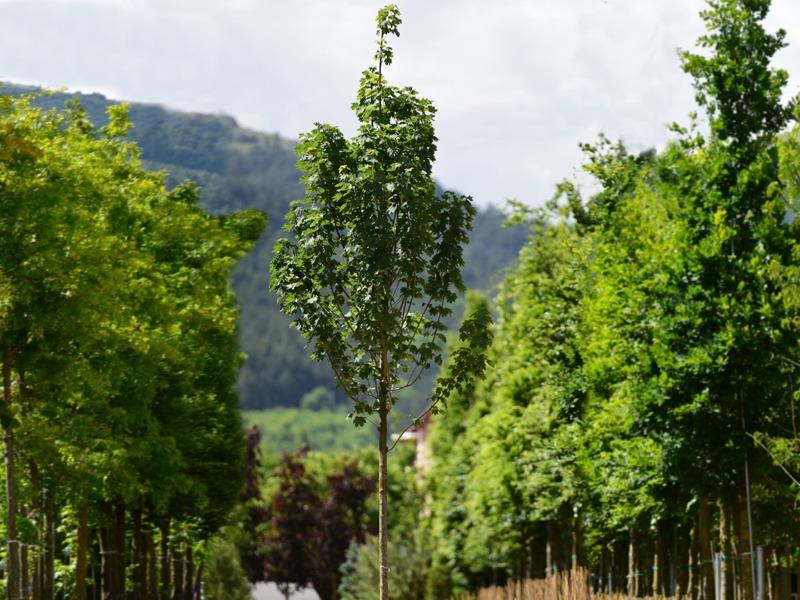 Çınar Yapraklı Akçaağaç - Acer platanoides