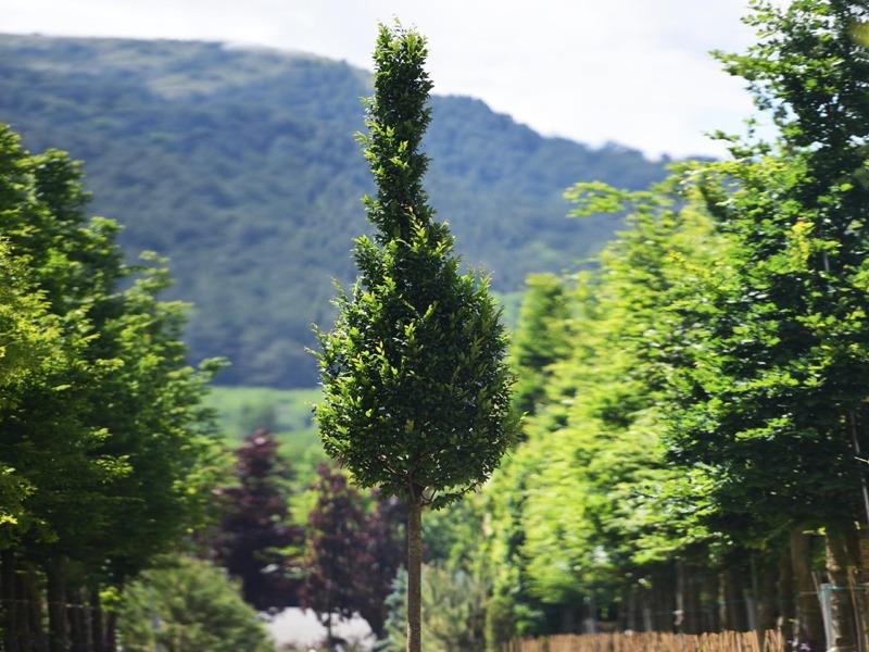 Gürgen İthal – Carpinus betulus