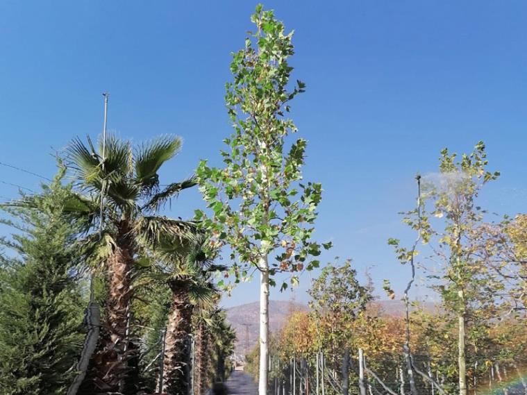 Londra Çınarı – Platanus acerifolia