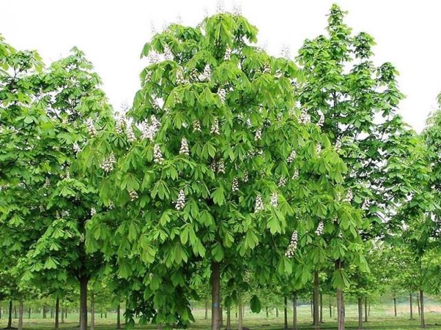 Beyaz Çiçekli At Kestanesi – Aesculus hippocastanum