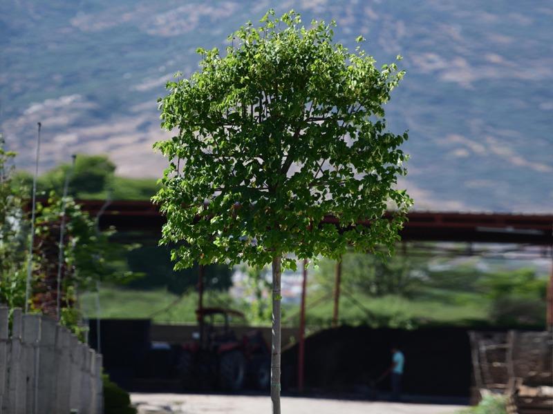 Totem Ihlamur – Tilia Cordata