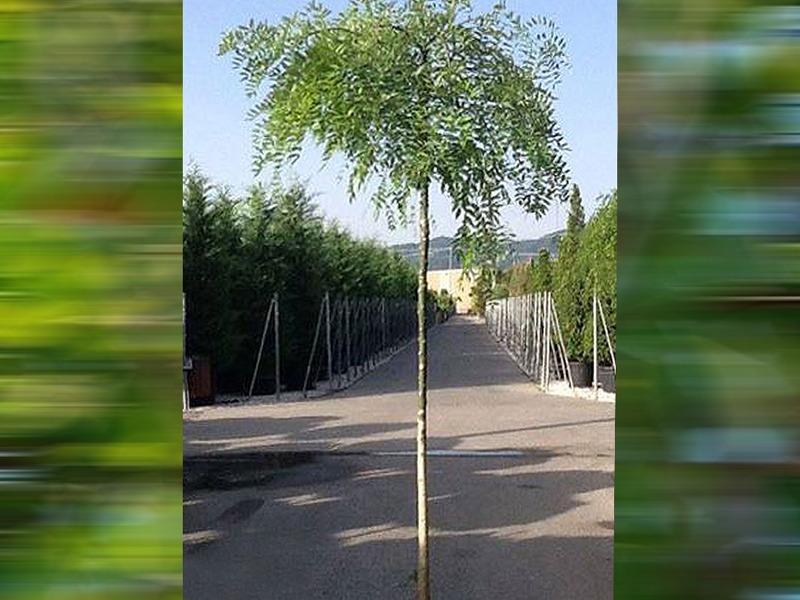 Ters Sofora - Sophora japonica Pendula