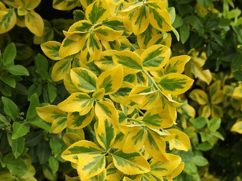 Gold Taflan – Euonymus Japonica Var Aurea