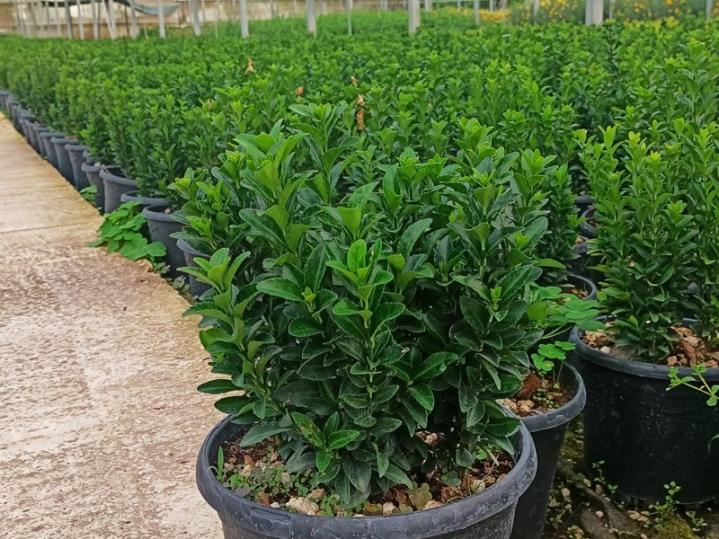 Sütun Taflan – Euonymus japonicus Microphyllus Green Rocket