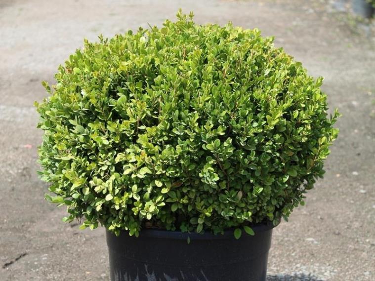 Şimşir Çalısı – Buxus sempervirens Rotundifolia