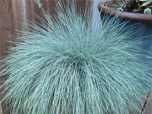 Mavi Çim - Festuca glauca