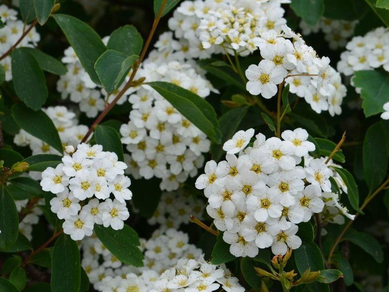 İspirya - Spiraea vanhouttei