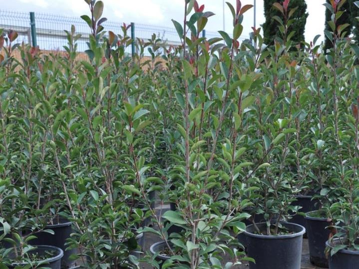 Alev Çalısı – Photinia red Robin