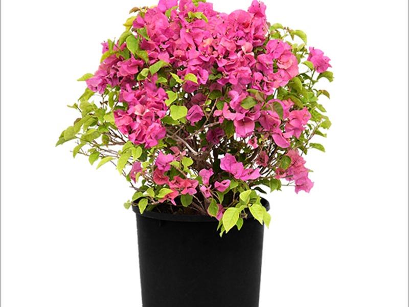 Begonvil – Bougainvillea