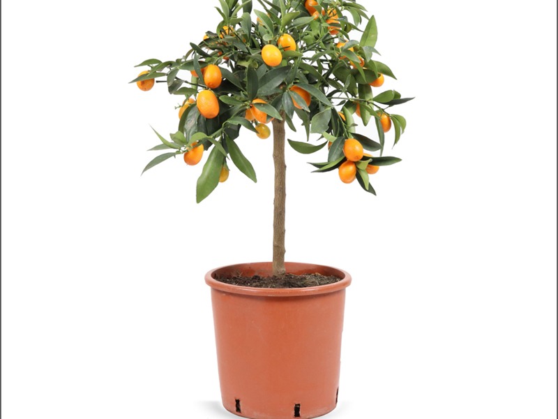 Kumkuat – Citrus japonica