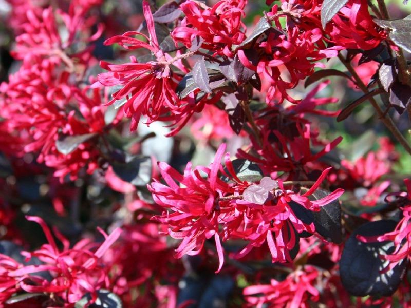 Pembe Rüya Çiçeği – Loropetalum chinense