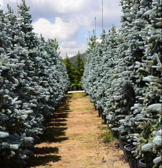 Aşılı Mavi Ladin – Picea pungens Hoopsi