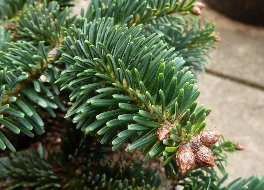 Doğu Karadeniz Göknar – Abies nordmanniana