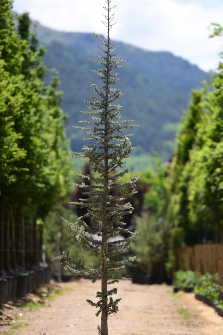 Atlas Sediri – Cedrus atlantica