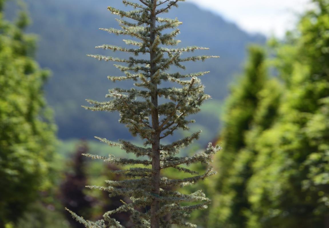 Atlas Sediri – Cedrus atlantica