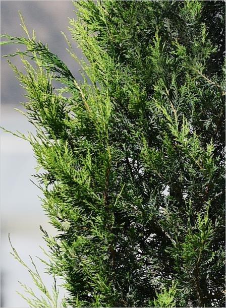 Leylandi – Cupressus leylandi