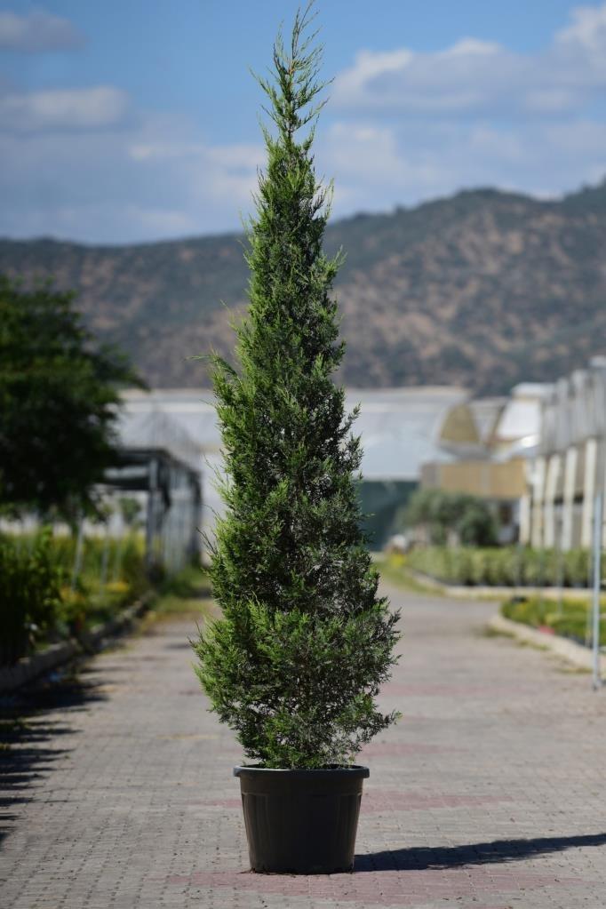 Leylandi – Cupressus leylandi