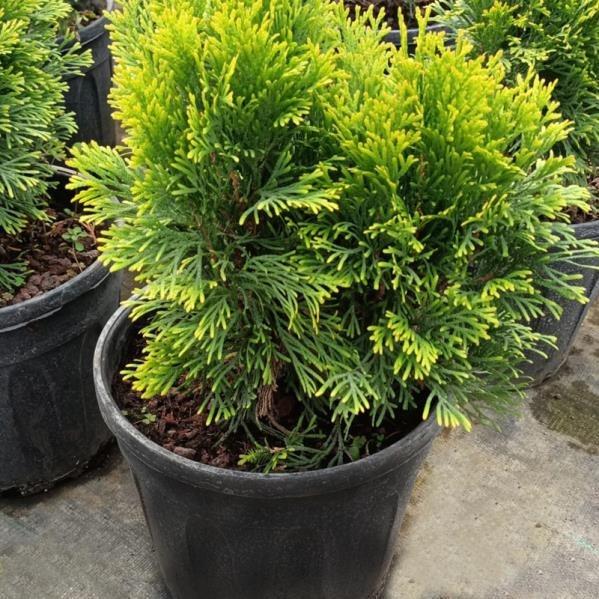 Top Mazı – Thuja Orientalis Compacta Nana