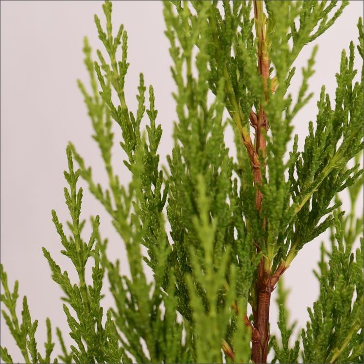 Limoni Servi - Cupressus macrocarpa