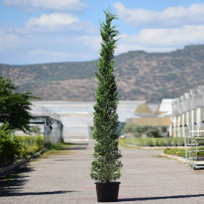 Kalem Servi – Cupressus sempervirens