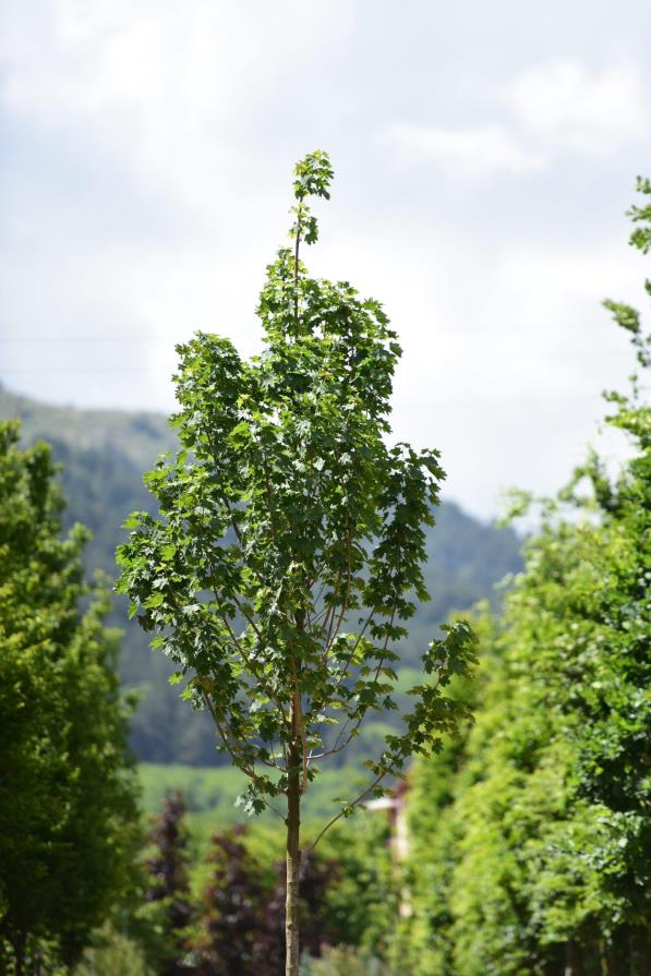 Çınar Yapraklı Akçaağaç - Acer platanoides