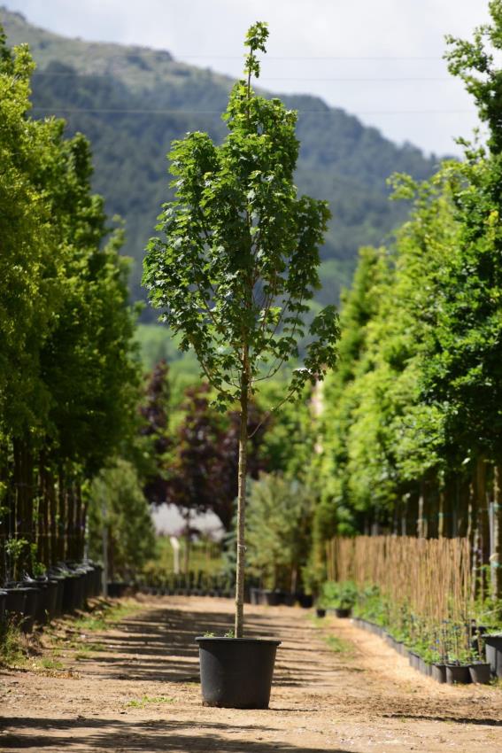 Çınar Yapraklı Akçaağaç - Acer platanoides