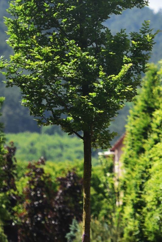 Gürgen – Carpinus betulus