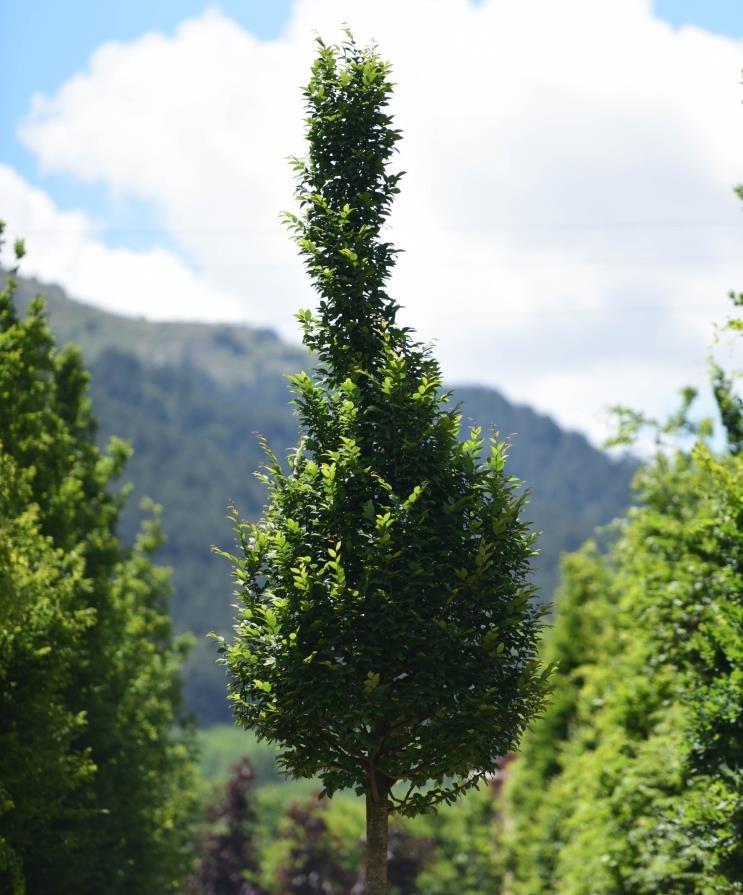 Gürgen İthal – Carpinus betulus