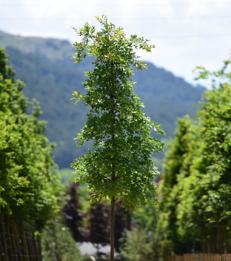 Amerikan Sığlası - Liquidambar styraciflua