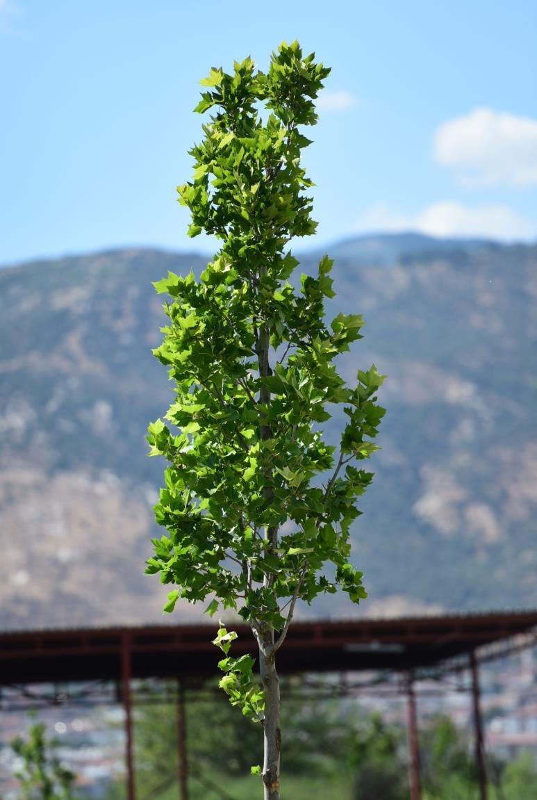 Doğu çınarı - Platanus orientalis