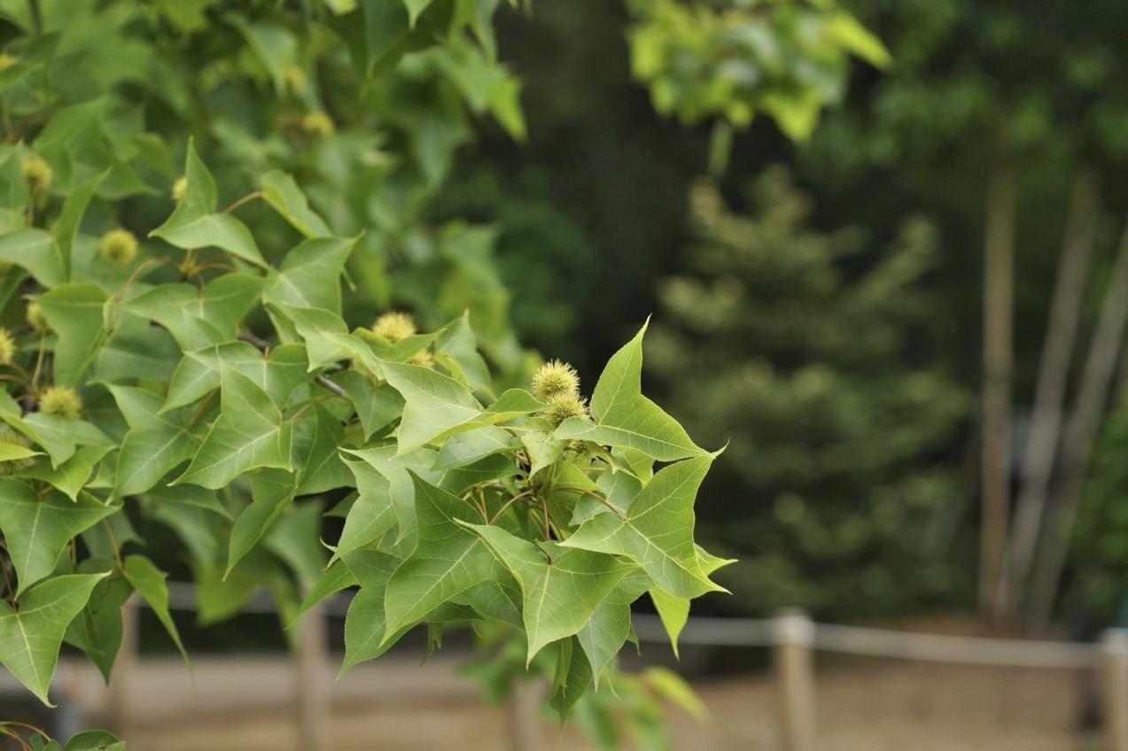 Londra Çınarı – Platanus acerifolia