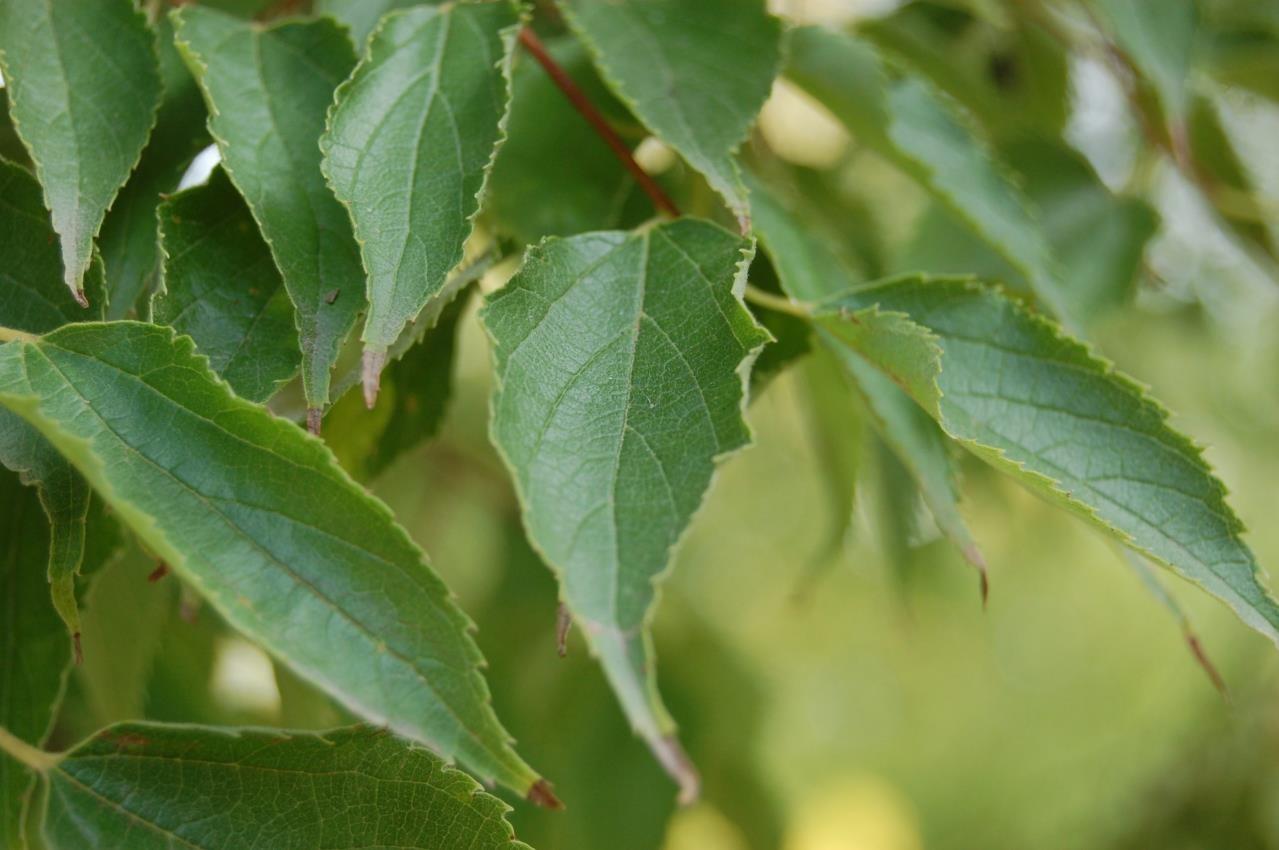 Çitlembik Ağacı – Celtis australis