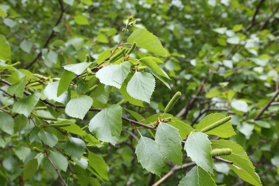 Huş Ağacı – Betula alba