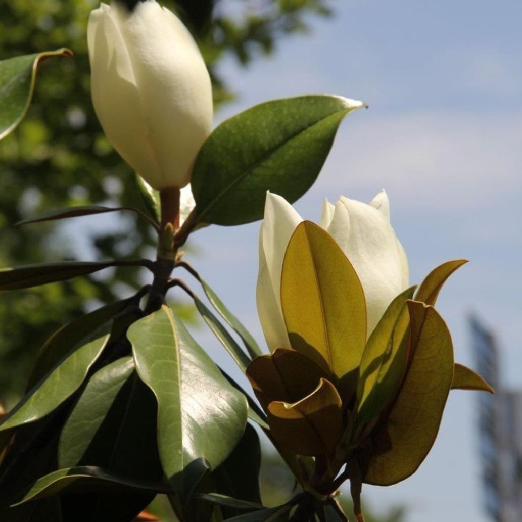 Tijli Manolya – Magnolia grandiflora