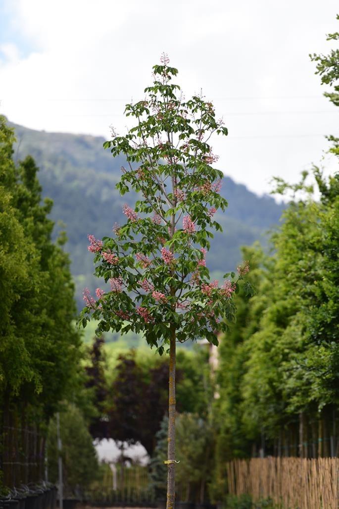 Kırmızı Çiçekli At Kestanesi- Aesculus x carnea