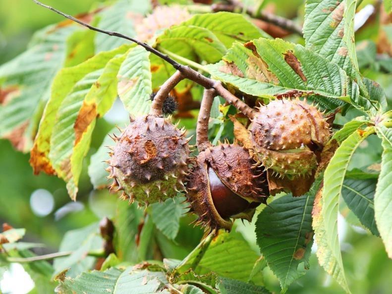 Beyaz Çiçekli At Kestanesi – Aesculus hippocastanum