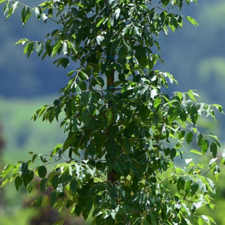 Alatus – Euonymus Alatus