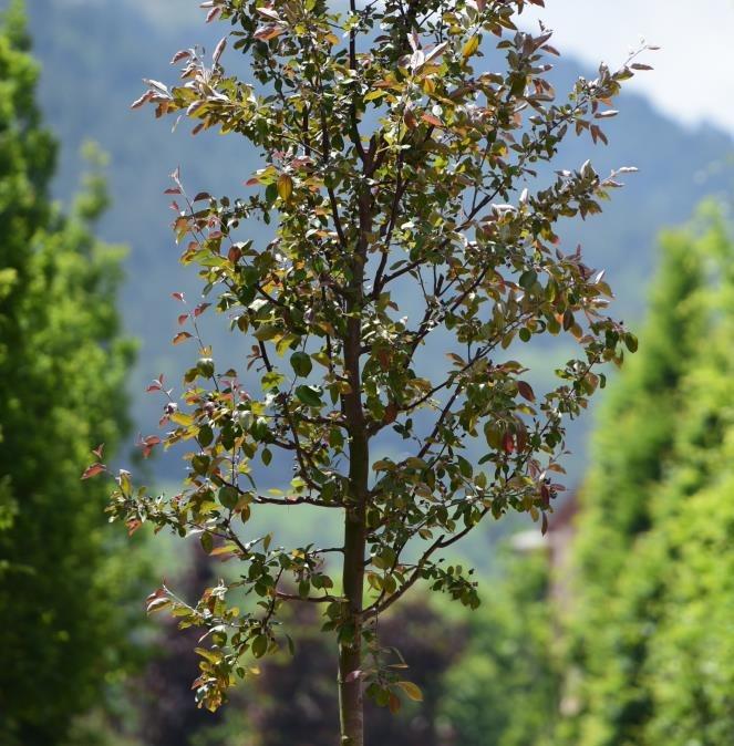 Süs Elması – Malus floribunda