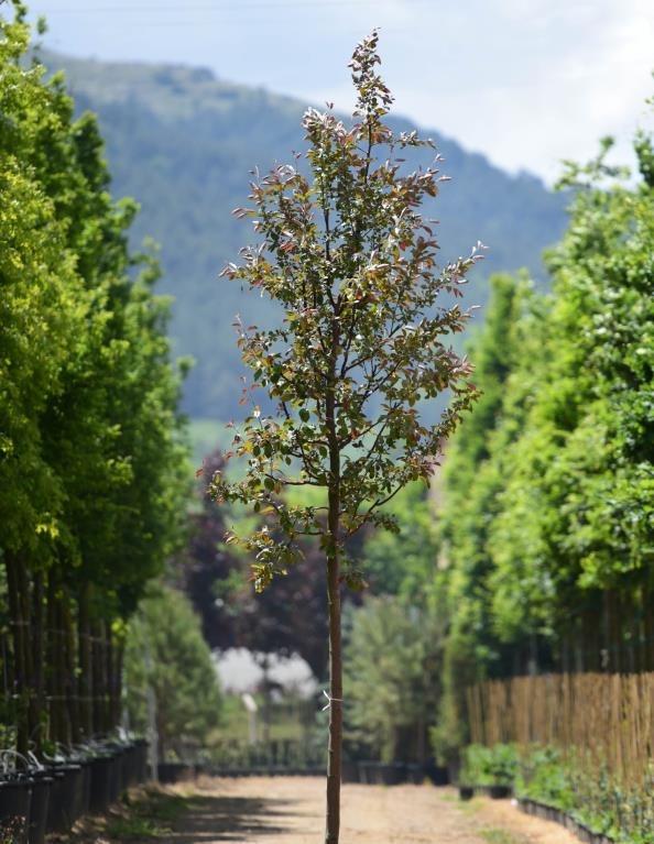 Süs Elması – Malus floribunda