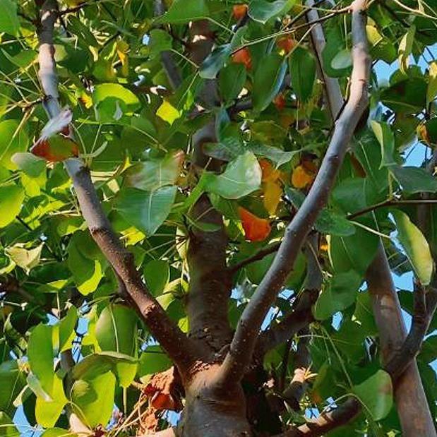 Süs Armudu – Pyrus calleryana