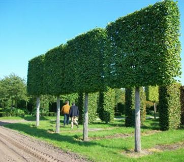 Totem Ihlamur – Tilia Cordata