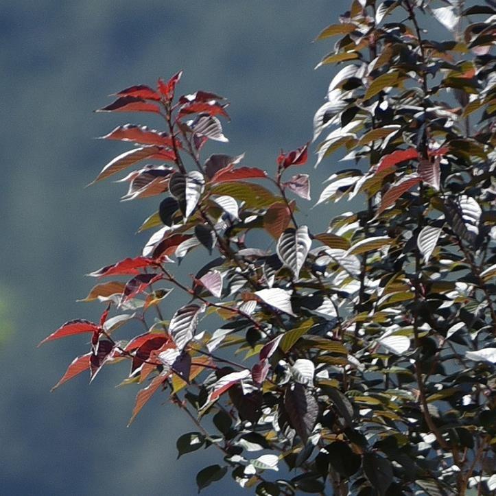 Süs Kirazı – Prunus serrulata