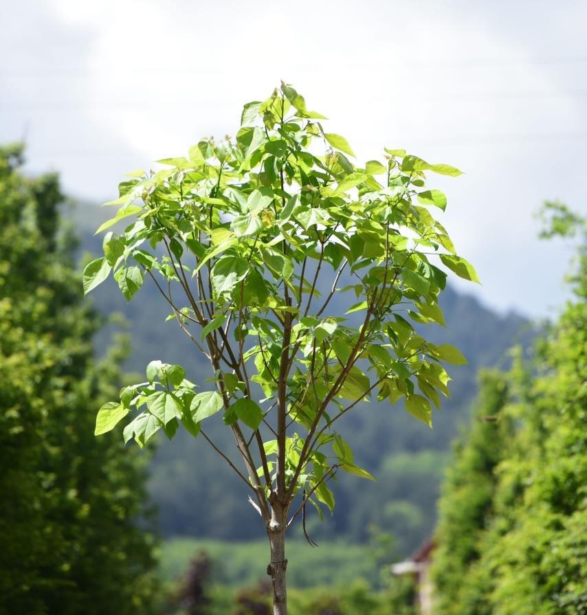 Katalpa Ağacı – Catalpa bignonioides