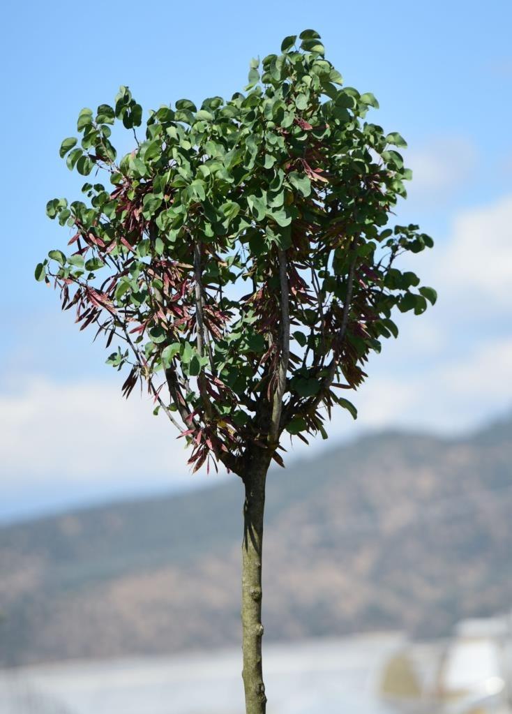 Erguvan Ağacı – Cercis siliquastrum