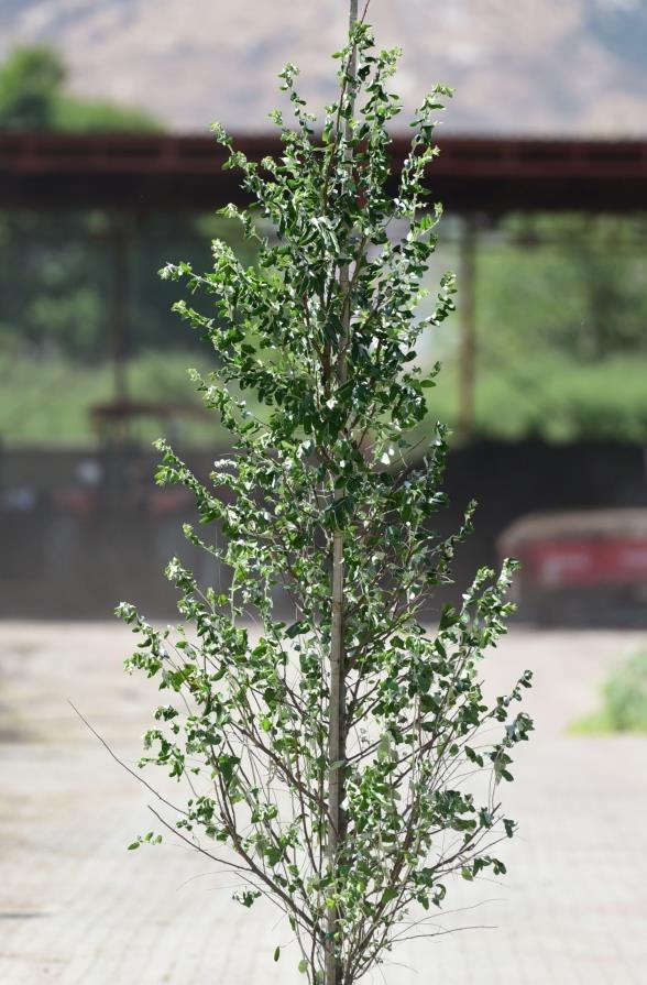 Süs iğdesi - Elaeagnus angustifolia