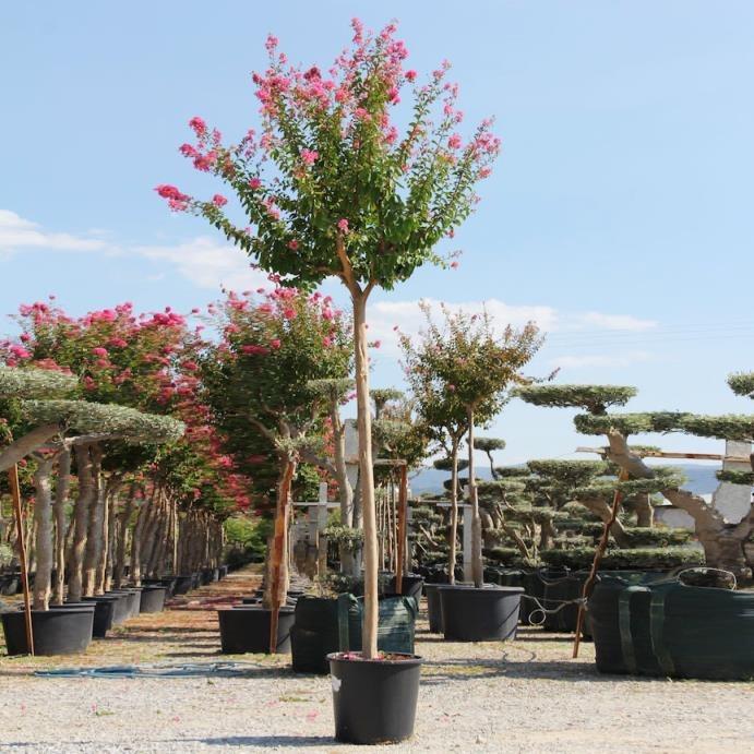 Oya Ağacı – Lagerstromia indica